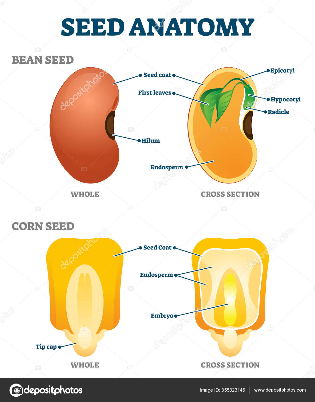 Seed anatomy vector illustration. Labeled educational botany structure  scheme Stock Vector by ©VectorMine 355323146