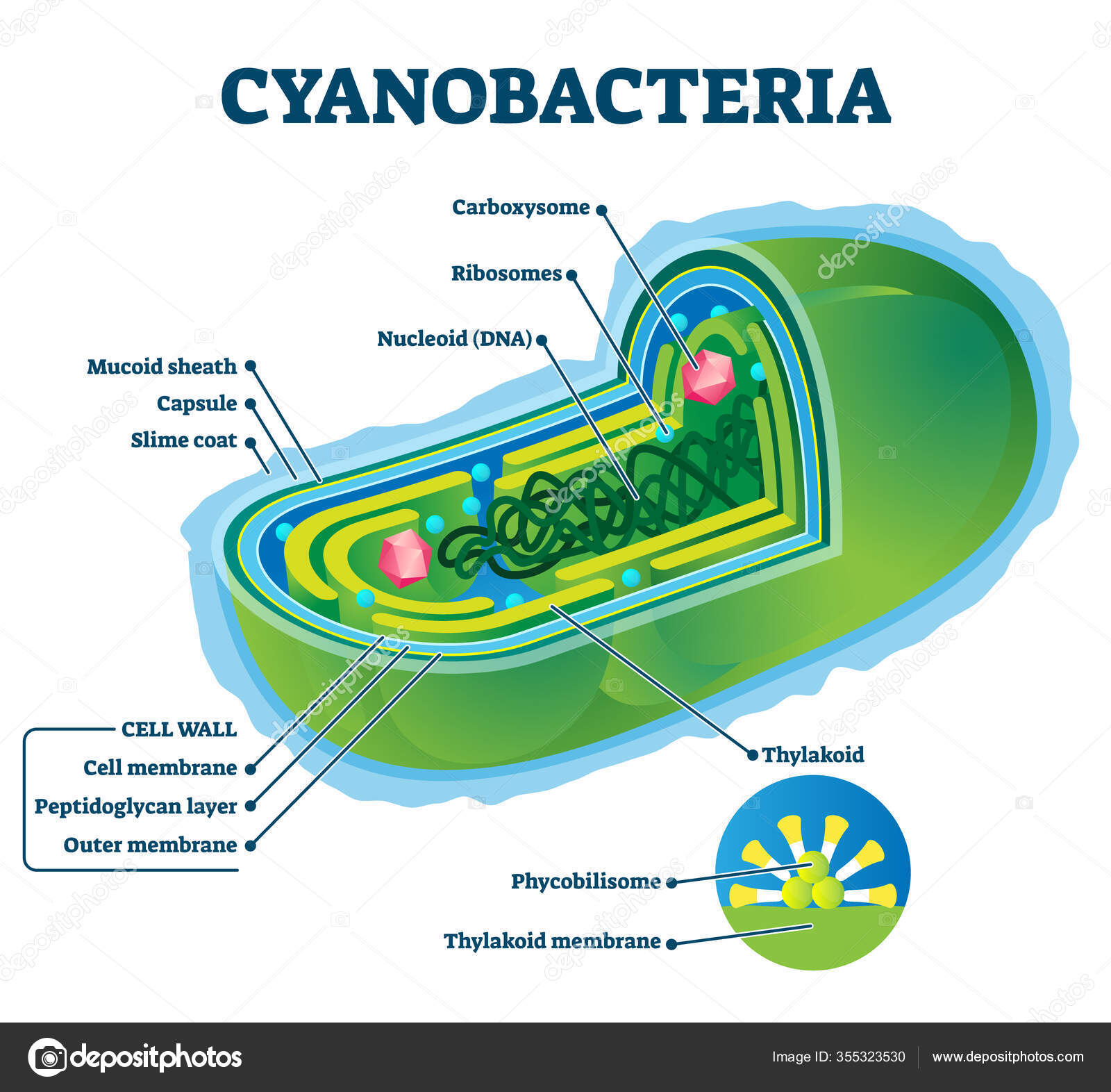 Ilustrasi vektor Cyanobacteria. Skema struktur internal bakteri yang