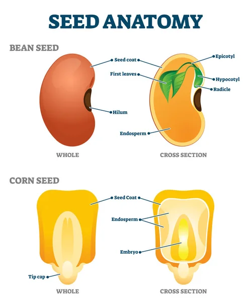 Illustrazione vettoriale anatomia dei semi. Schema di struttura botanica educativa etichettato — Vettoriale Stock