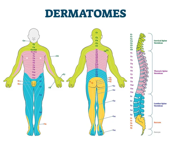 Ilustrasi vektor Dermatomes. Dilabeli anatomi pendidikan bagian kulit . - Stok Vektor