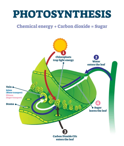 Illustration vectorielle des feuilles de photosynthèse. Système de processus éducatif labellisé — Image vectorielle