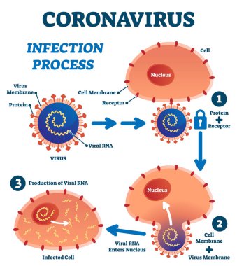 Coronavirus enfeksiyonu eğitim açıklayıcı vektör çizimi.
