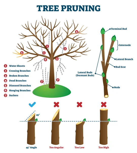 Illustration vectorielle de taille d'arbre. Schéma éducatif de mise en forme des plantes étiqueté — Image vectorielle