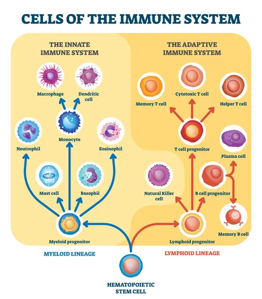 Illustrazione vettoriale delle cellule del sistema immunitario. Schema di divisione educativa etichettato . — Vettoriale Stock