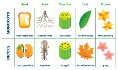 Monocots ve Dicots vektör çizimi. Etiketli karşılaştırma bölme şeması