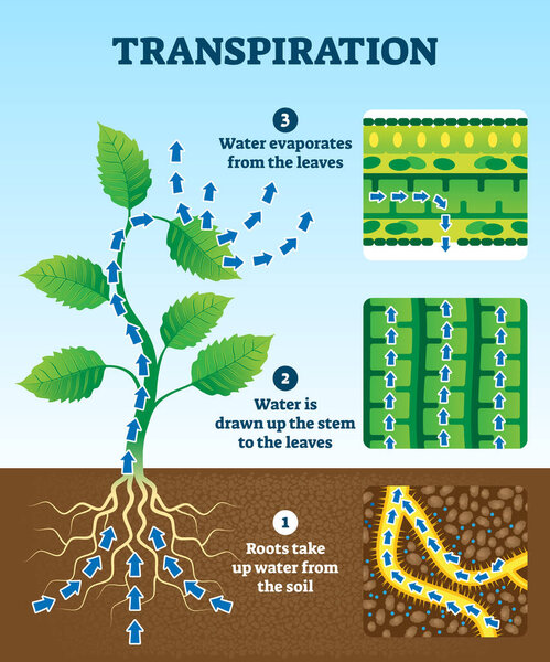 Transpiration vector illustration. Labeled educational plant water circulation