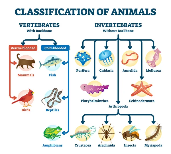 Classification of animals vector illustration. Labeled division order scheme — Stock Vector