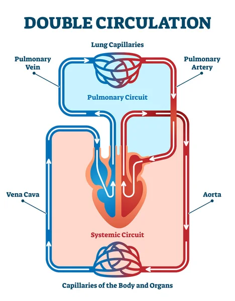 Doppia circolazione vettoriale illustrazione. Schema di percorso ematico educativo etichettato — Vettoriale Stock