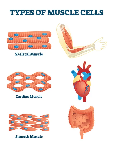 Tipos de ilustración vectorial de células musculares. Explicación de tejidos blandos etiquetados — Archivo Imágenes Vectoriales