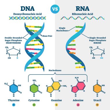 DNA, RNA vektör illüstrasyonuna karşı. Eğitimsel genetik asit açıklama şeması