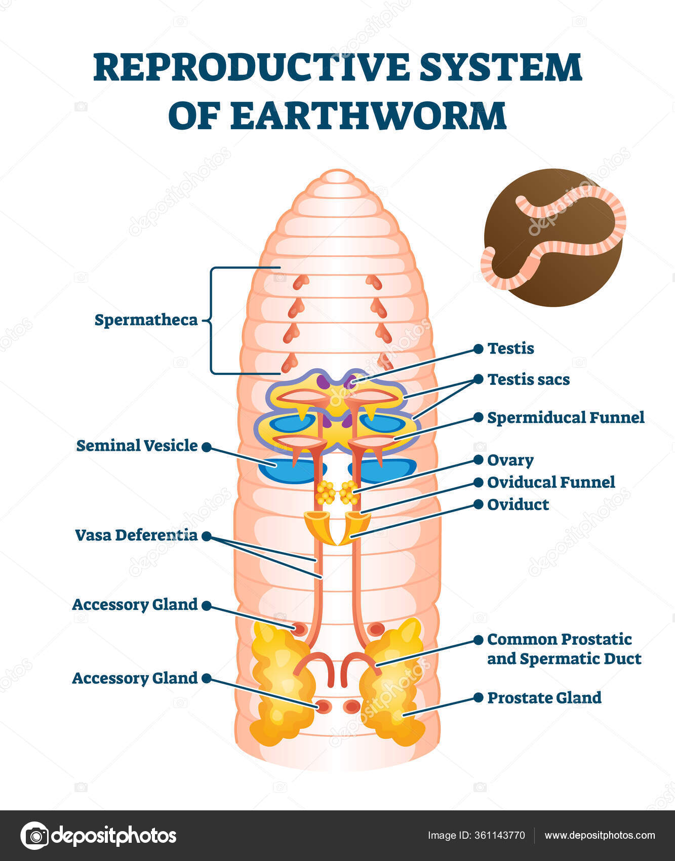 Reproductive system of anatomical earthworm labeled scheme vector