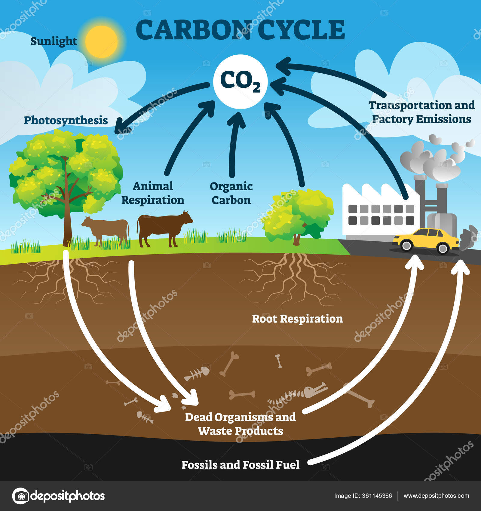 Carbon cycle vector illustration. Labeled CO2 biogeochemical process scheme  Stock Vector Image by ©VectorMine #361145366