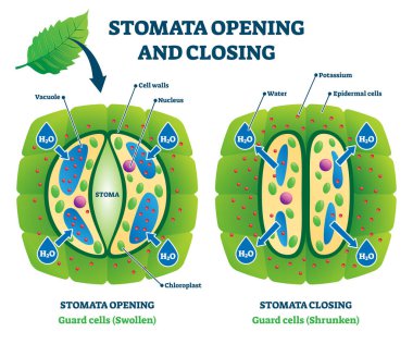 Stomata opening and closing vector illustration. Labeled educational scheme clipart