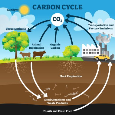 Karbon döngüsü vektör illüstrasyonu. Etiketli CO2 biyojeokimyasal süreç şeması