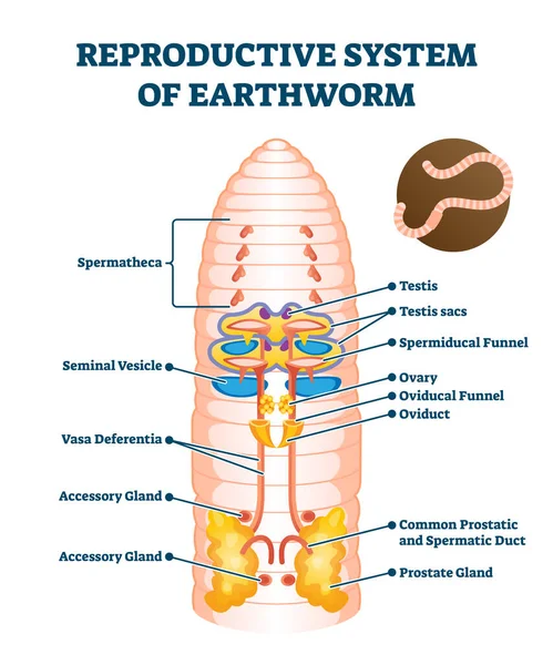 Fortpflanzungssystem des anatomischen Regenwurms markierte schematische Vektorillustration — Stockvektor