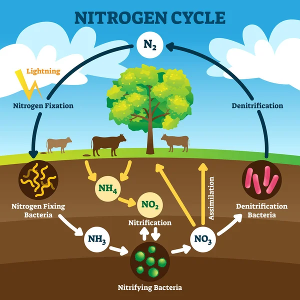 Ilustración del vector del ciclo del nitrógeno. Explicación biogeoquímica N2 etiquetada . — Vector de stock