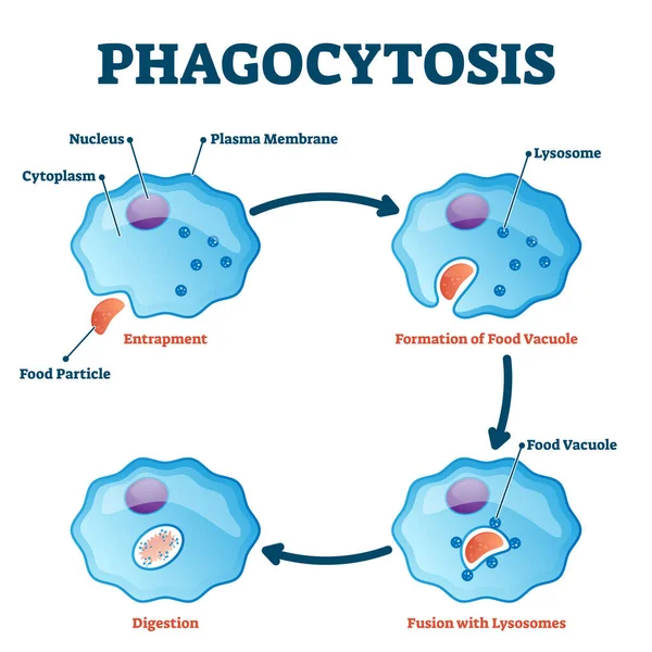 Phagocytosis vector illustration. Labeled endocytosis type educational scheme — Stock Vector