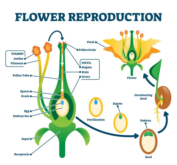 Ilustración vectorial de reproducción floral. Proceso etiquetado del esquema de nuevas plantas — Vector de stock