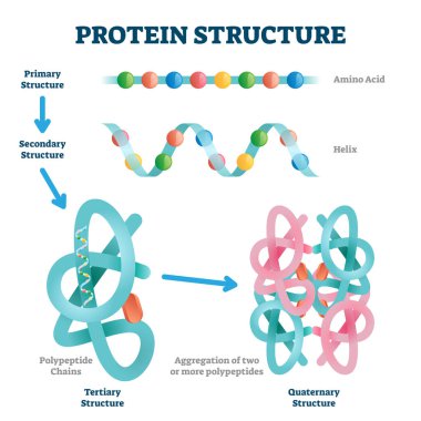 Protein yapısı vektör çizimi. Etiketlenmiş amino asit zincir molekülleri.