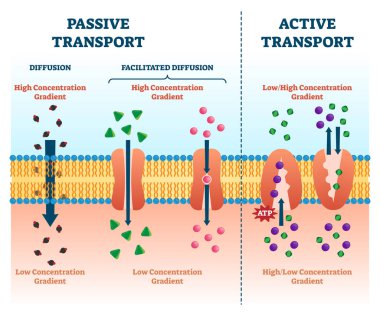 Active passive transport vector illustration. Labeled educational cell scheme clipart