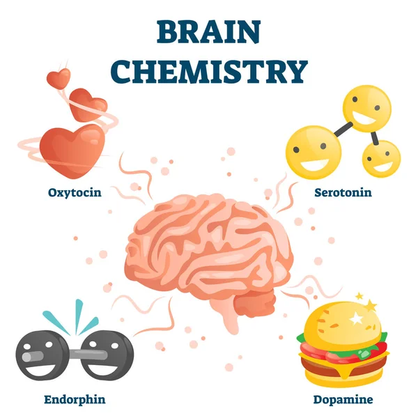 Illustration des Vektors Gehirnchemie. Chemikaliensammlung mit dem Siegel "Glück" — Stockvektor