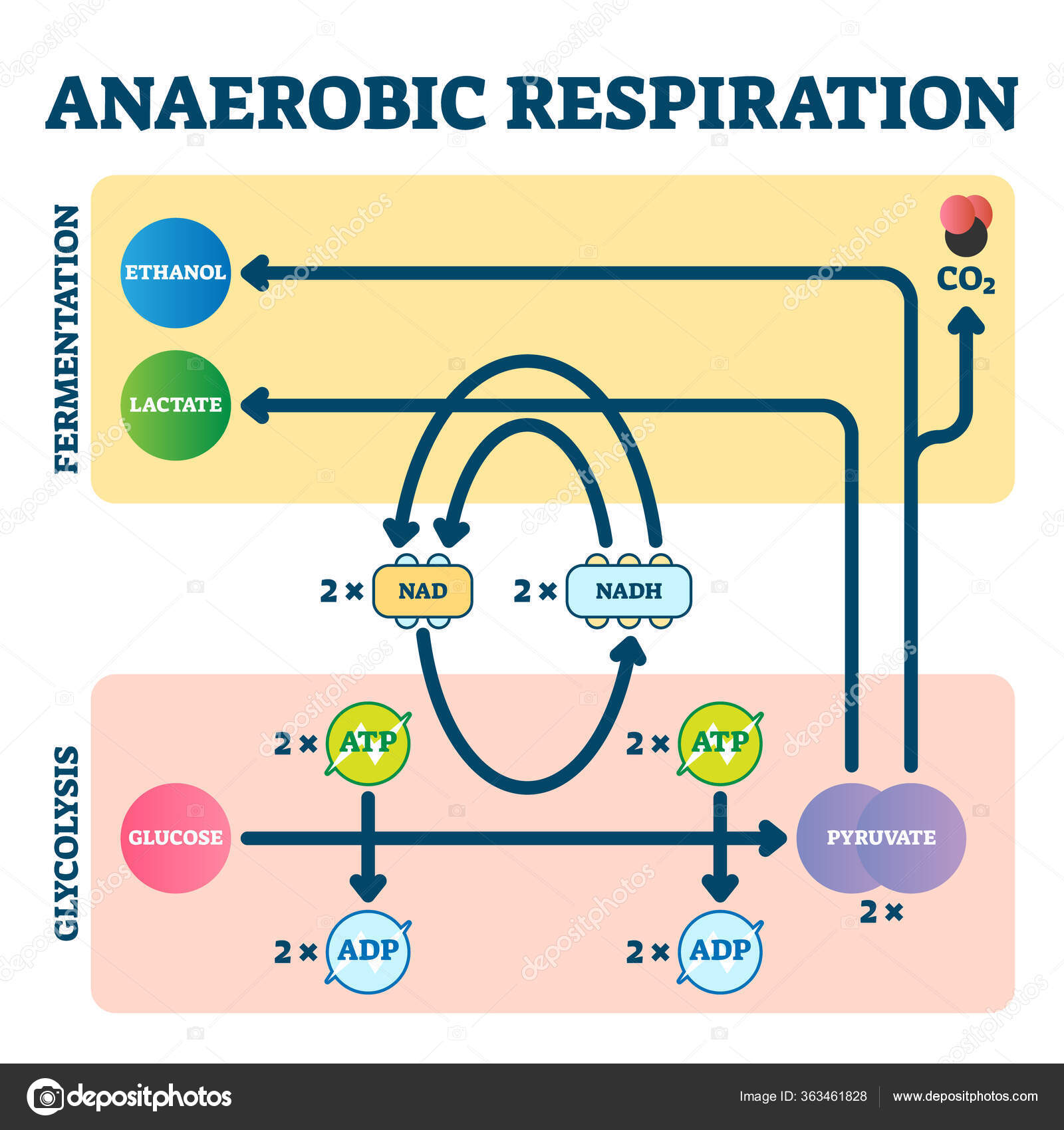 Anaerobic respiration vector illustration. Glycolysis and fermentation