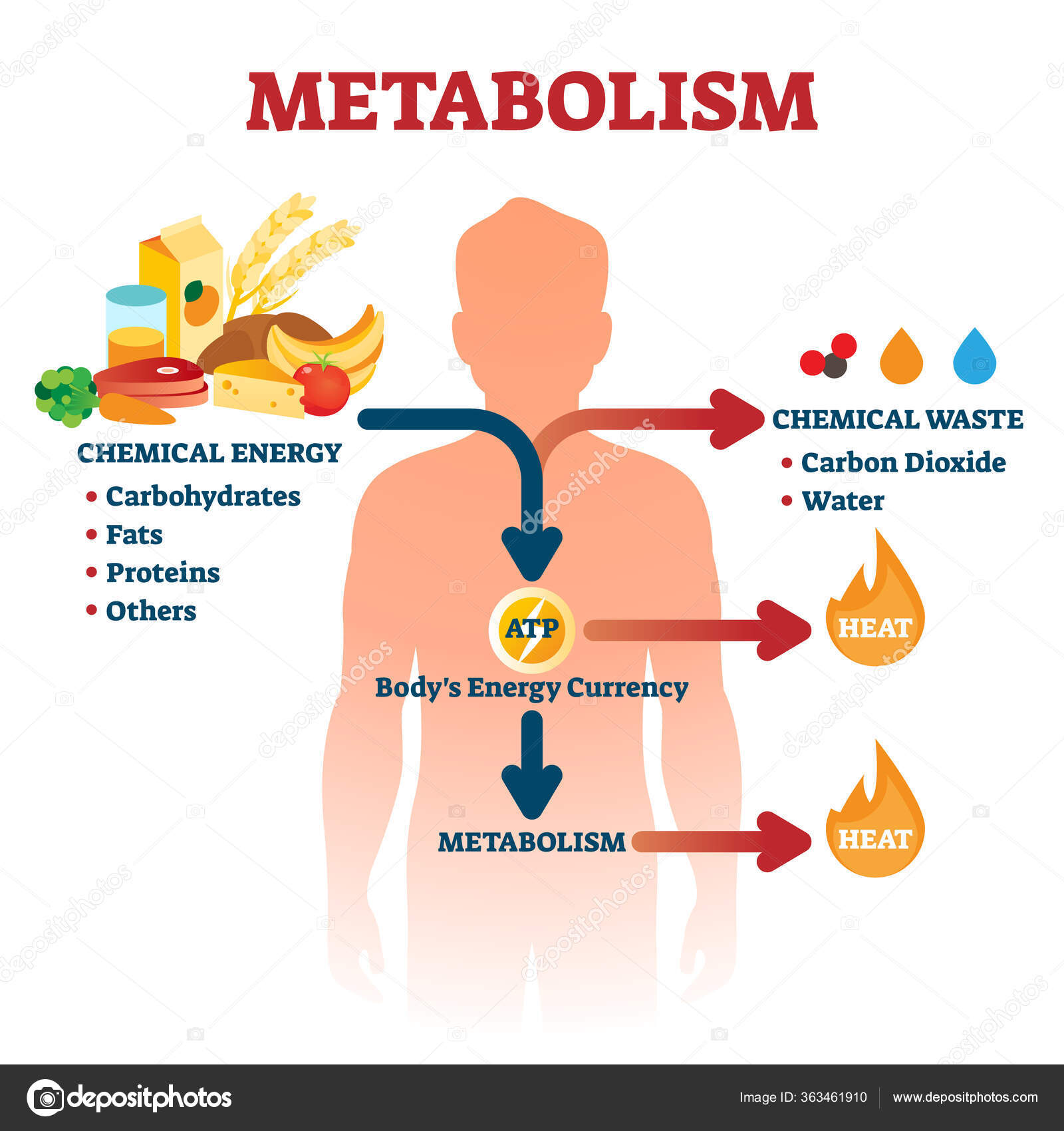 желудочный тракт человека. пётр петрович гаряев. матрицы гаряева. здоровье пищеварительной системы. матрица гаряева исцеляющая.