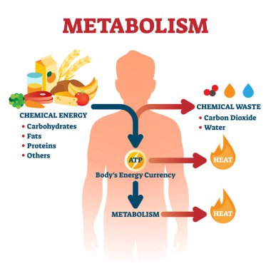 Metabolizma vektör çizimi. Etiketli kimyasal enerji eğitim şeması.
