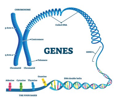 Genetik vektör çizimi. Eğitimsel etiketli yapı örneği şeması.