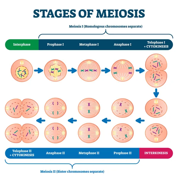 Stages of meiosis vector illustration. Labeled cell division process scheme — Stock Vector