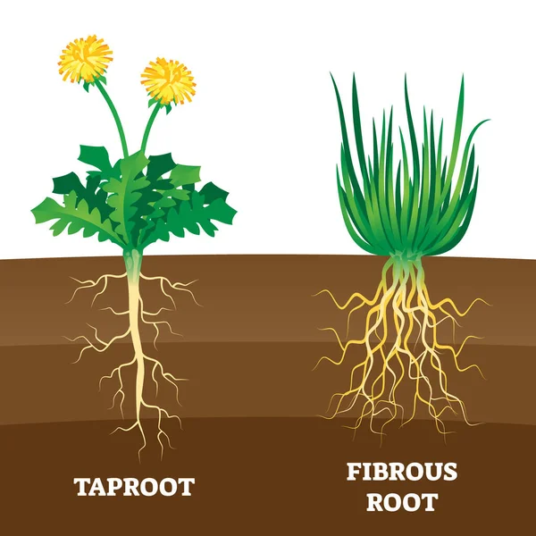 Taproot y raíz fibrosa ejemplo comparación vector esquema de ilustración . — Vector de stock
