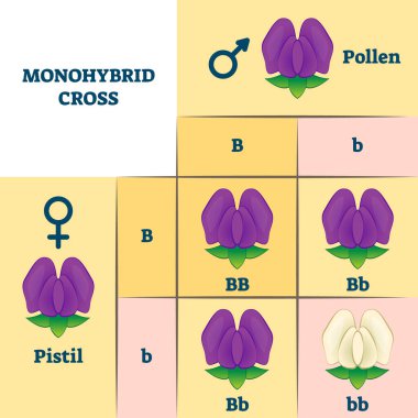 Monohibrit çapraz vektör çizimi. Eğitim bitkileri gen karışımı şeması.
