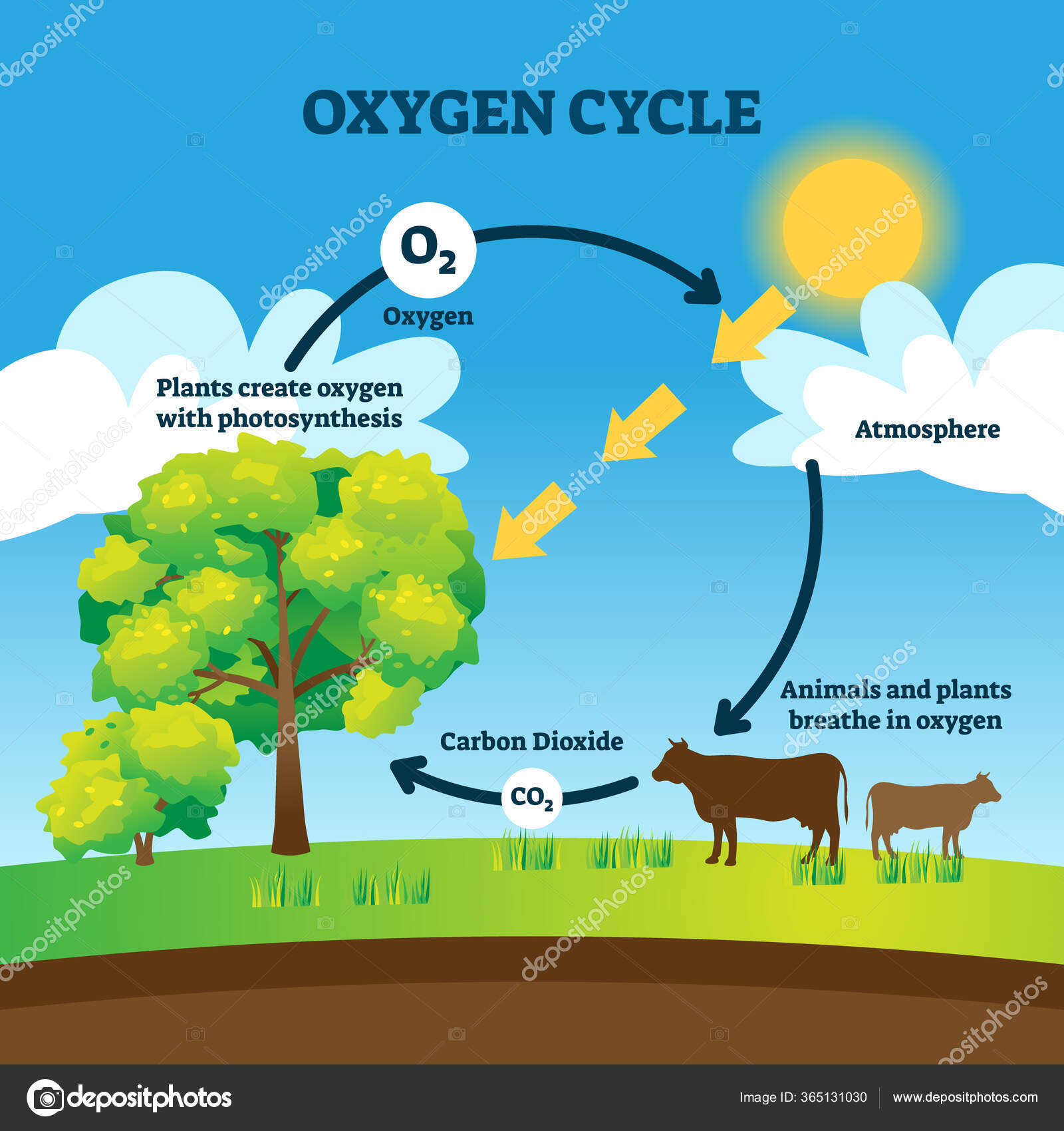 Oxygen cycle vector illustration. Labeled educational O2 circulation scheme  Stock Vector Image by ©VectorMine #365131030