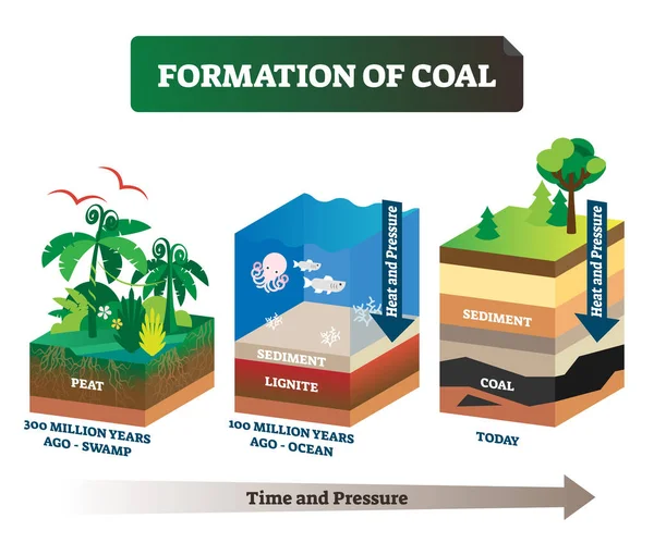 Bildung von Kohlevektorillustration. Etikettiertes Bildungssystem — Stockvektor