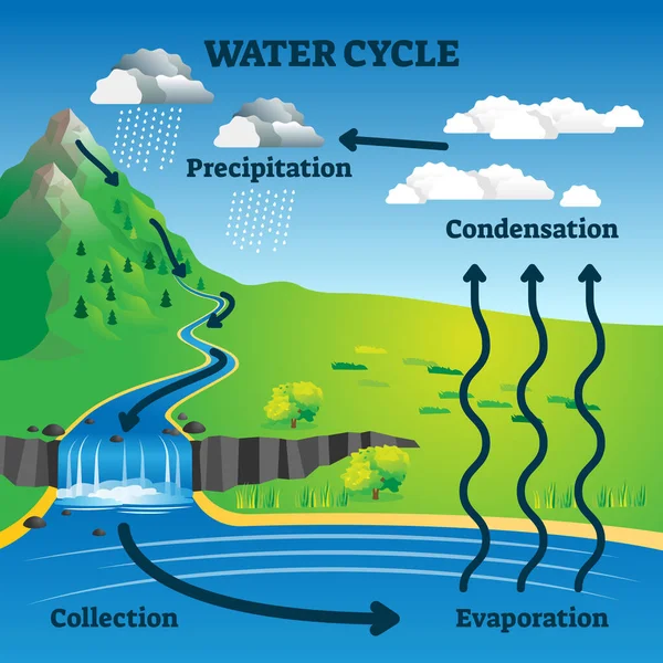 Illustrazione del vettore del ciclo dell'acqua. Spiegazione del processo idrologico terrestre etichettato — Vettoriale Stock