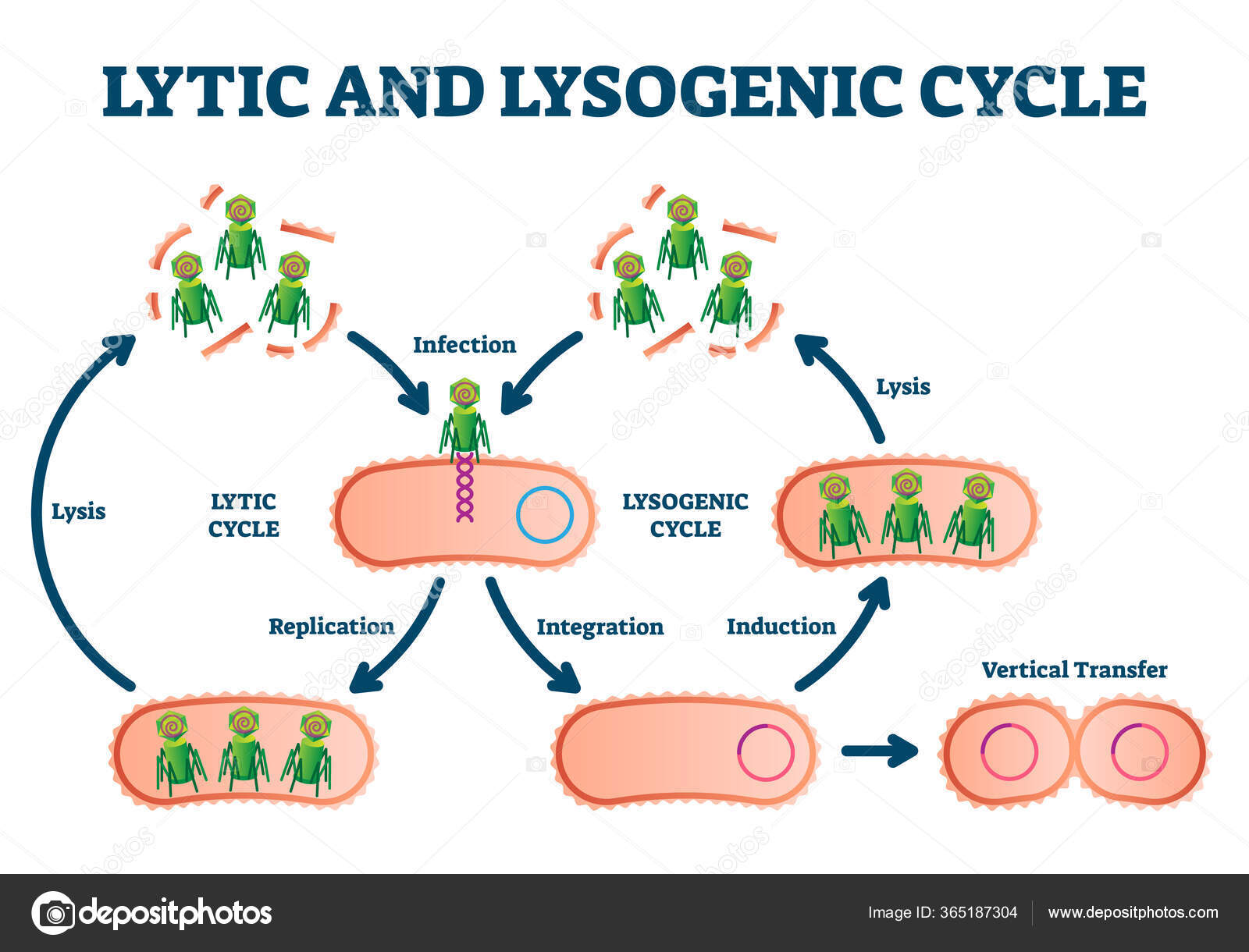 Размножение клетки жизненный цикл. Лизогенный цикл бактериофага это. Литический и лизогенный цикл вирусов. Жизненный цикл бактериофага лизогенный и литический. Литический и лизогенный цикл развития вирусов.