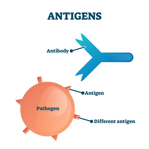 Antigen vektor illustration. Märkta antikroppar, patogen utbildningsprogram — Stock vektor