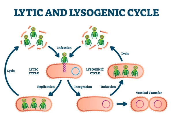 Lytische en lysogene cyclus vector illustratie. Geëtiketteerd onderwijsprogramma. — Stockvector