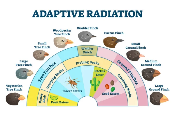 Illustration des adaptiven Strahlungsvektors. Evolutionsdiagramm für die Ernährung von Vögeln — Stockvektor