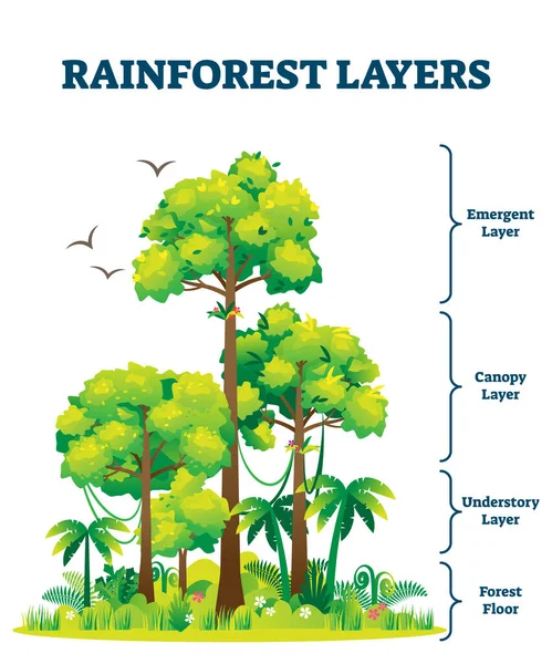 Ilustração vetorial de camadas de floresta tropical. Estrutura da selva esquema educacional . — Vetor de Stock