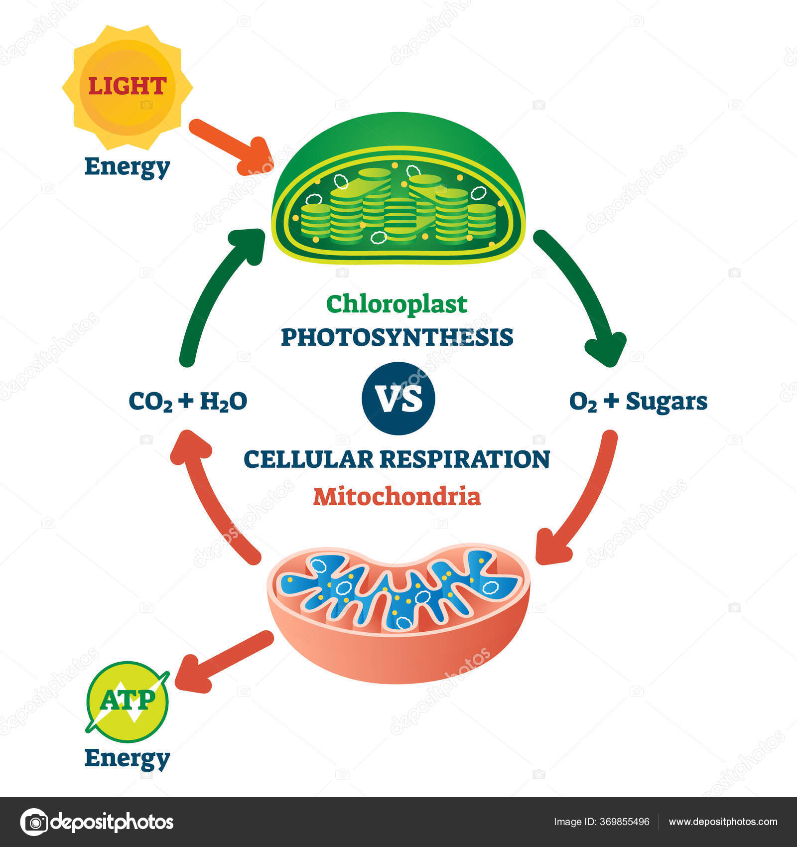 cloroplasto-vs-mitocondria-proceso-esquema-educativo-vector-ilustraci-n