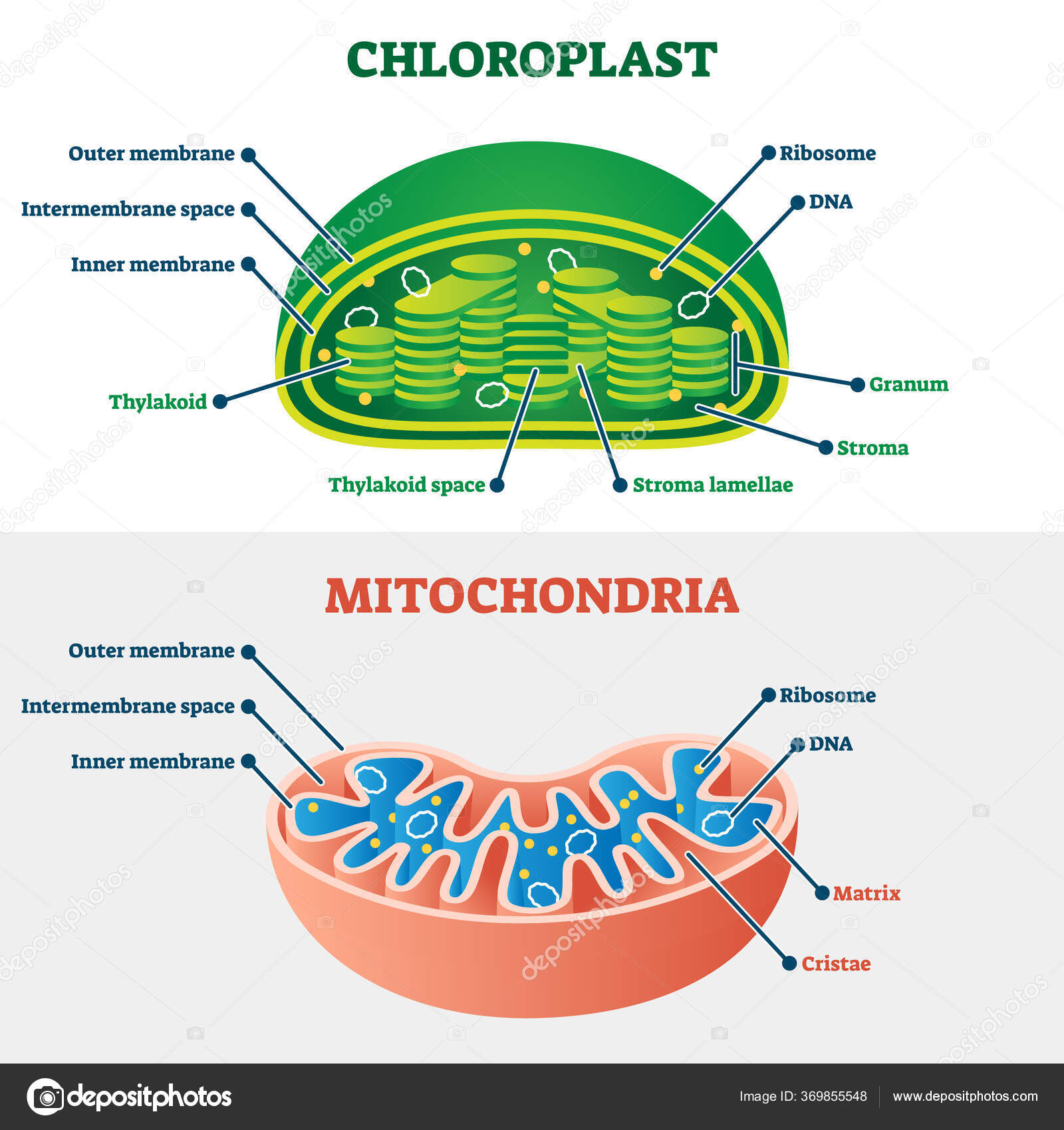 Chloroplast cell diagram