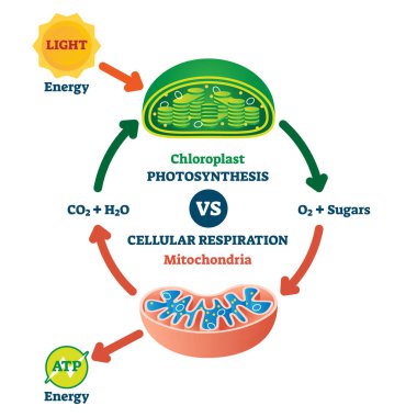 Chloroplast vs mitochondria process educational scheme vector illustration. clipart
