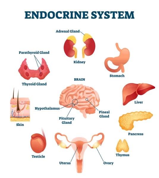 Illustrazione vettoriale del sistema endocrino. Programma educativo per organi ormonali interni — Vettoriale Stock