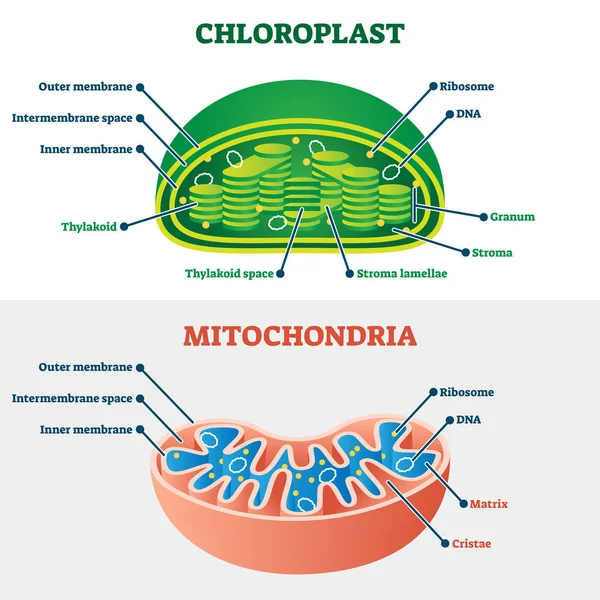 Chloroplast vs mitochondria vector illustration. Labeled structure scheme. — Stock Vector