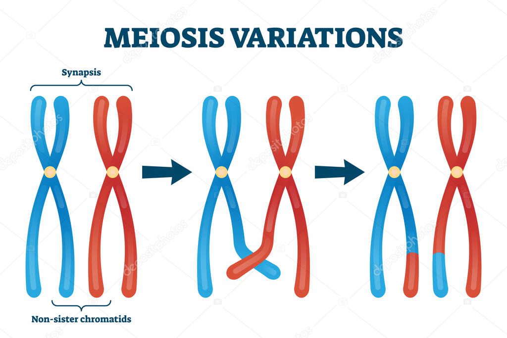 Meiosis variations vector illustration. Educational genetic cell division.