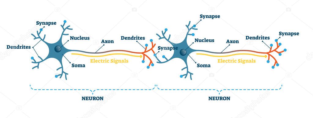 Neuron network example diagram, vector illustration