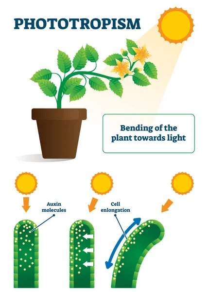 Fototropismo ilustración vectorial. Plantas etiquetadas inclinándose hacia el esquema solar — Vector de stock