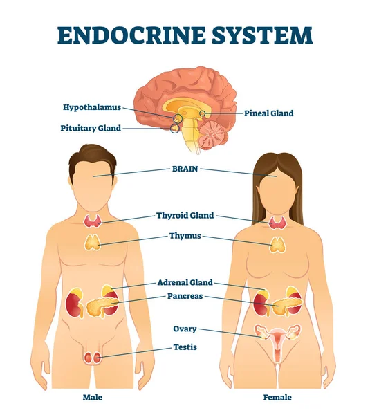 Ilustración vectorial del sistema endocrino. Esquema de glándulas liberadoras de hormonas etiquetadas — Vector de stock