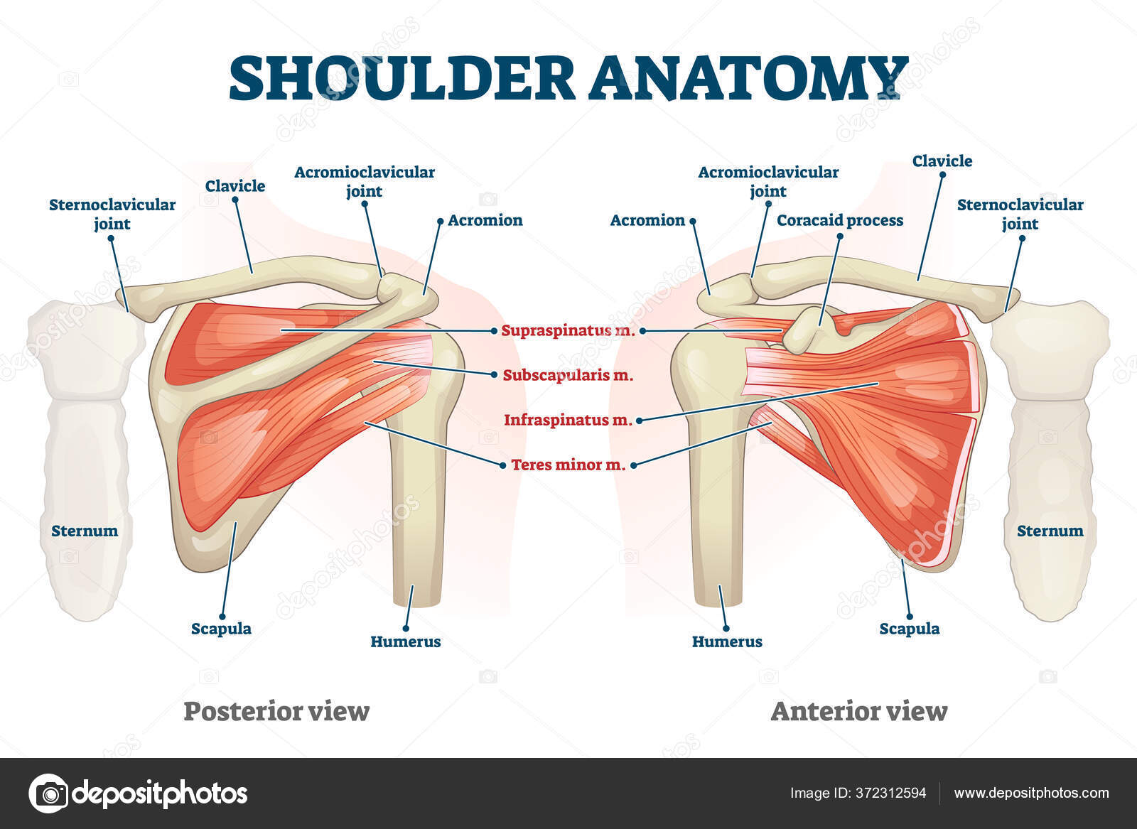 Arm supination and pronation vector illustration. Labeled